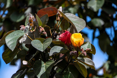 10 PORTIA TREE Yellow Pink Purple Flowers Change Color Pacific Rosewood Tulip Thespesia Populnea Seeds